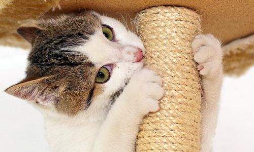Como saber se um gato está estressado - gato entediado