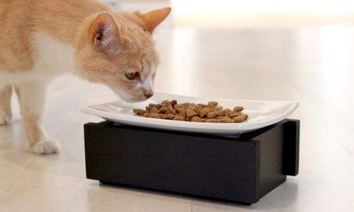 Como saber se um gato está estressado - gato sem querer comer