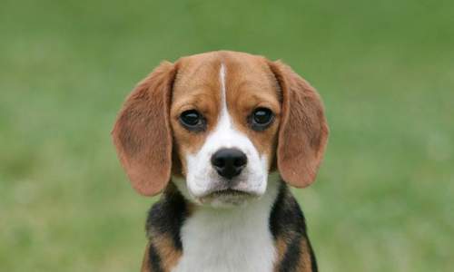 beagle 06