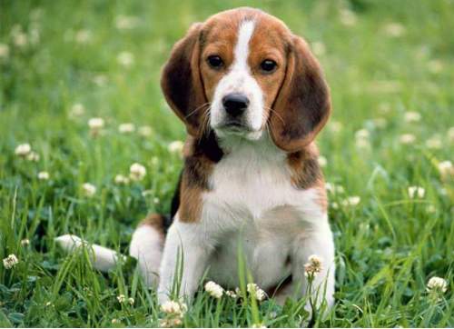 beagle 09