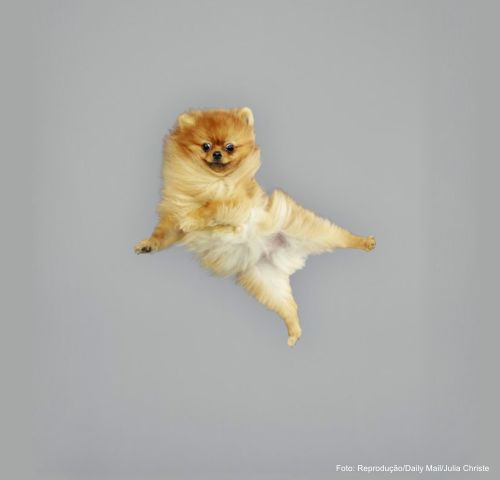 ensaio fotografio com caes voando - 04