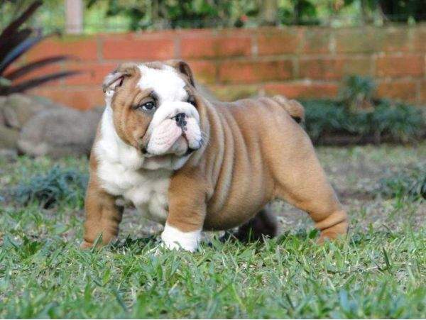 Buldogue Inglês