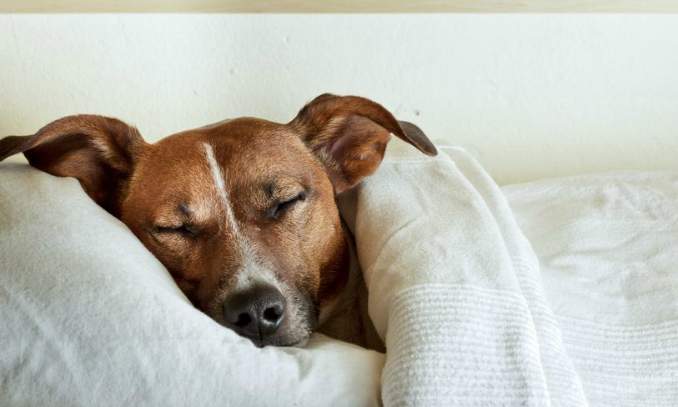 Como tratar a febre no meu cão