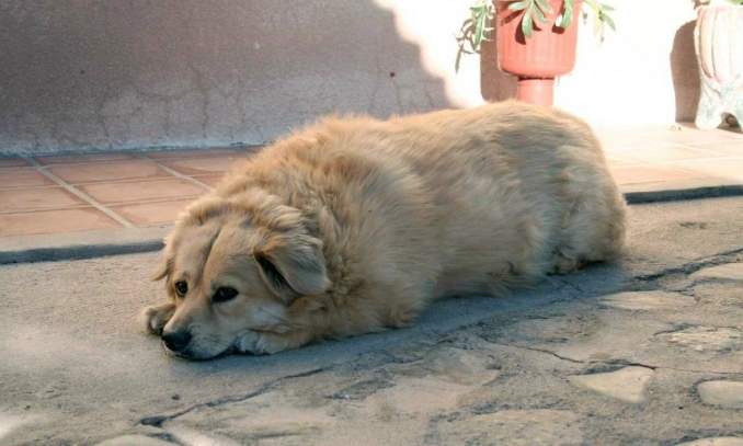 Golden Retriever - obesidade em cães