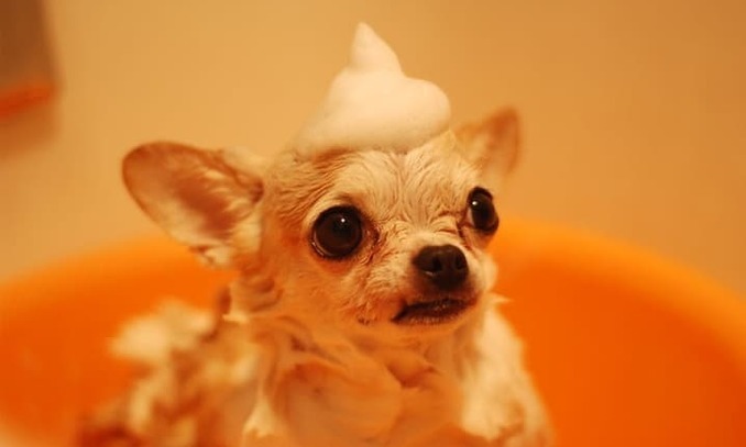 melhores-pet-shop-com-banho-e-tosa-campina-grande