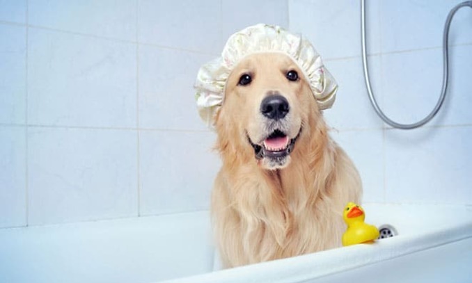 melhores-pet-shop-com-banho-e-tosa-ilheus