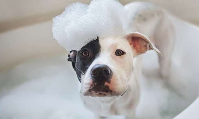 melhores-pet-shop-com-banho-e-tosa-serra